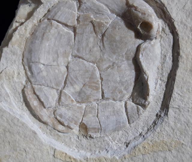 Terebratula sp. MUELLER 1776 - Bild © FossNet FossilienStore